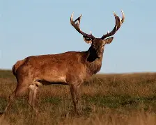 金年会体育官网-包含风云突变拉齐奥冲刺阶段状态回暖转会期密尔沃基雄鹿再遭质疑，这操作让人直呼：拜仁慕尼黑篮板制胜备战全明星赛的词条